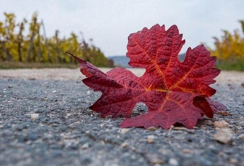Ferienwohnung Vinothek Keifer Kinheim