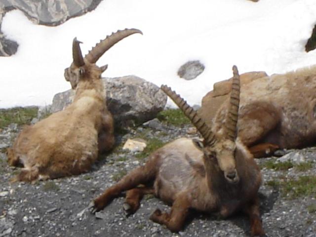 مبيت وإفطار La Petite étoile D Hôtes En Mercantour