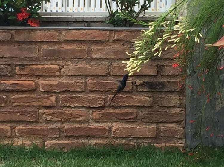 בית מלון כפרי Pousada Tucano