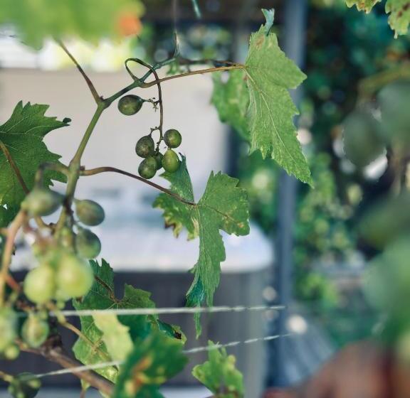 צימר ô Chambres D Hôtes