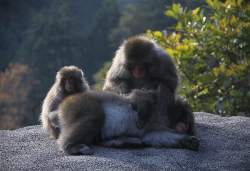 فندق صغير Guesthouse Unila