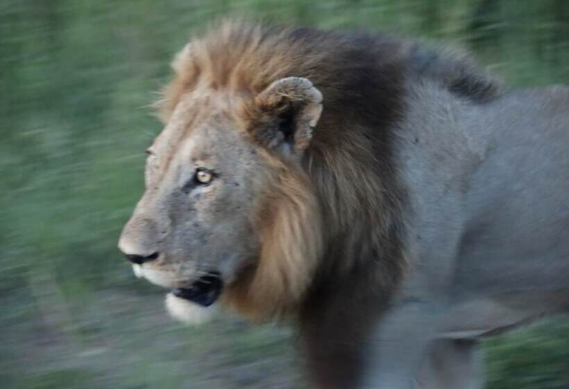 ホテル Kruger Park Tours