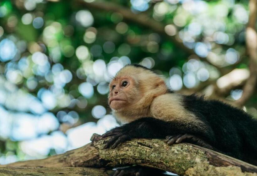 هتل Igloo Beach Lodge