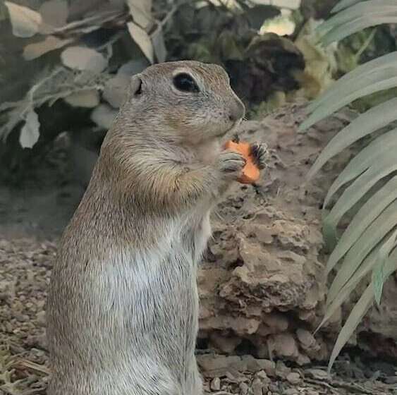 リゾートホテル Polonezköy Country Club & Accommodation In The Wildlife Park!