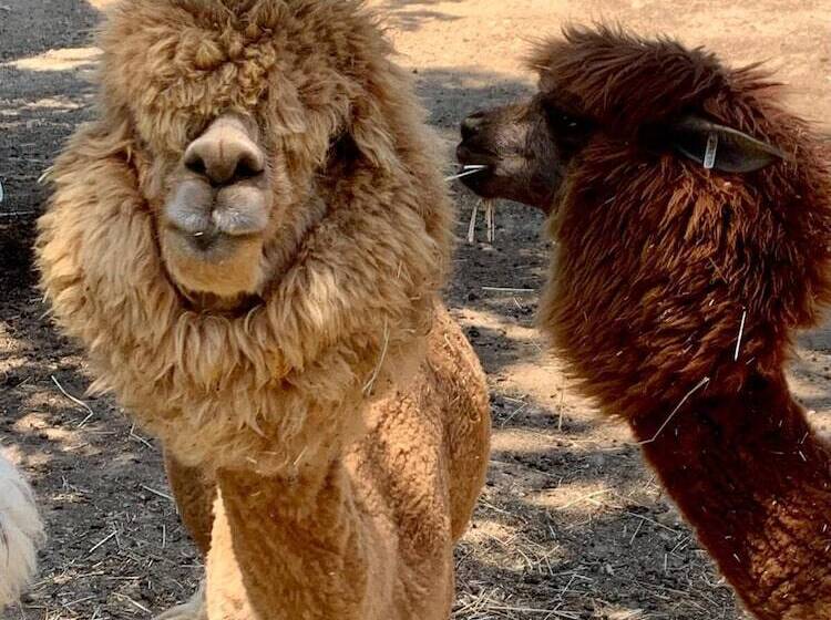 リゾートホテル Polonezköy Country Club & Accommodation In The Wildlife Park!