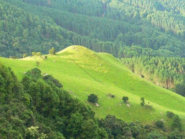 פנסיון Green Venus