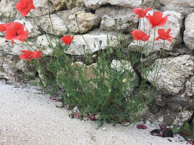 ペンション Un Figuier Dans Notre Jardin