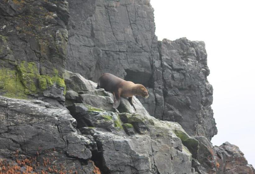 ペンション Cabaña Albergo Punta De Choros
