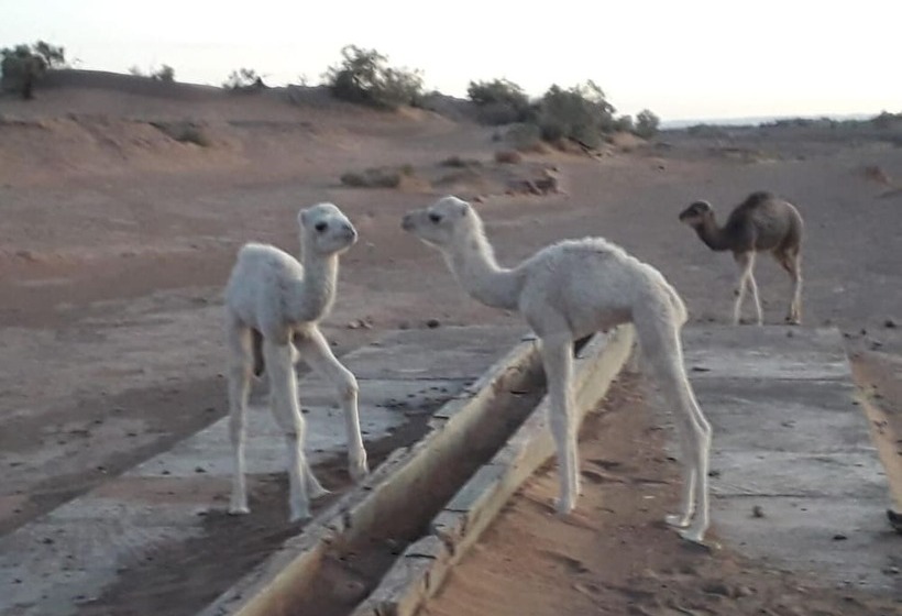 مسافرخانه Desert Waves