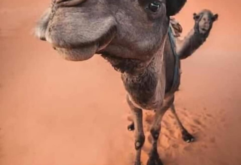 مسافرخانه Desert Waves