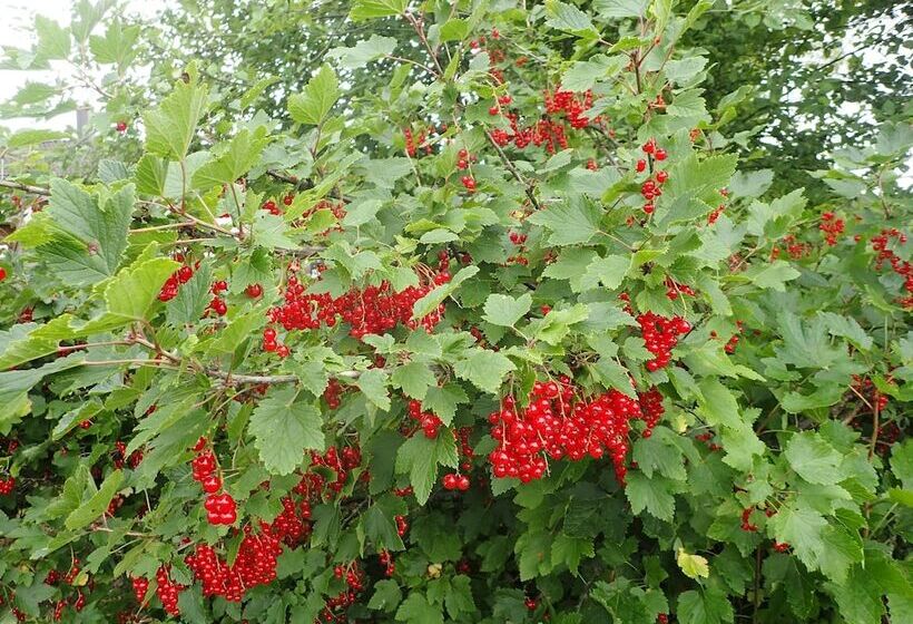 Apartment Garage House