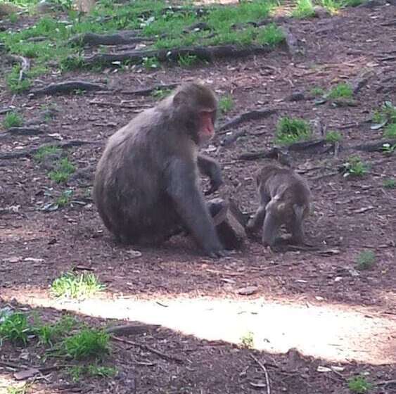 Kärnten Appartements