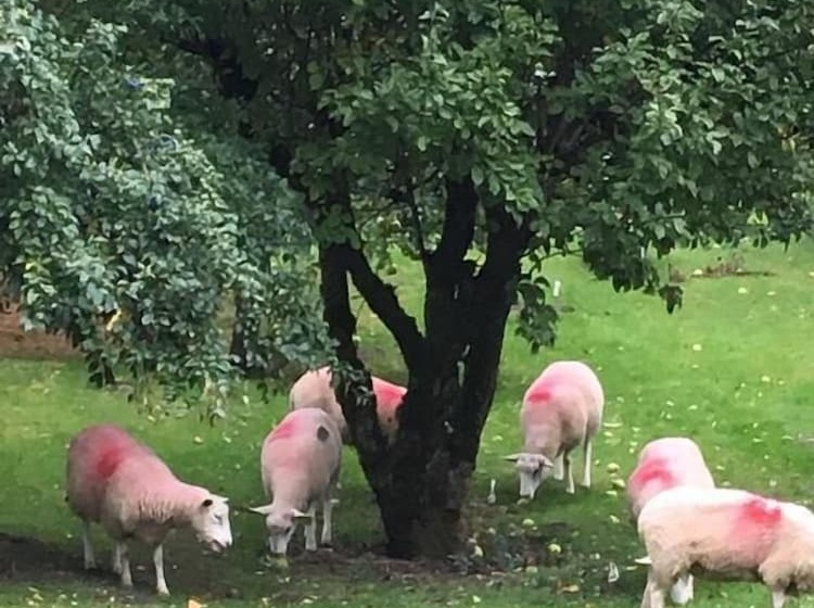 住宿加早餐  Bron Hafren