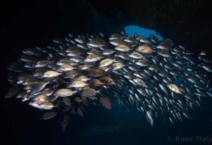 Bed and Breakfast Aliwal Dive Centre & Lodge