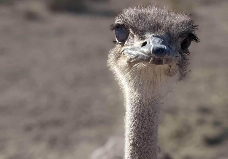 בית מלון כפרי The Winston Solvang