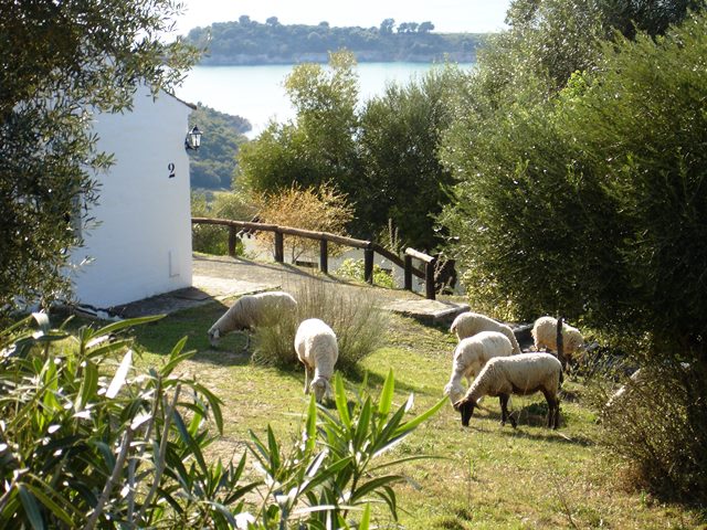 Tajo del Aguila