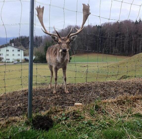 Gasthof Pension Steinberger
