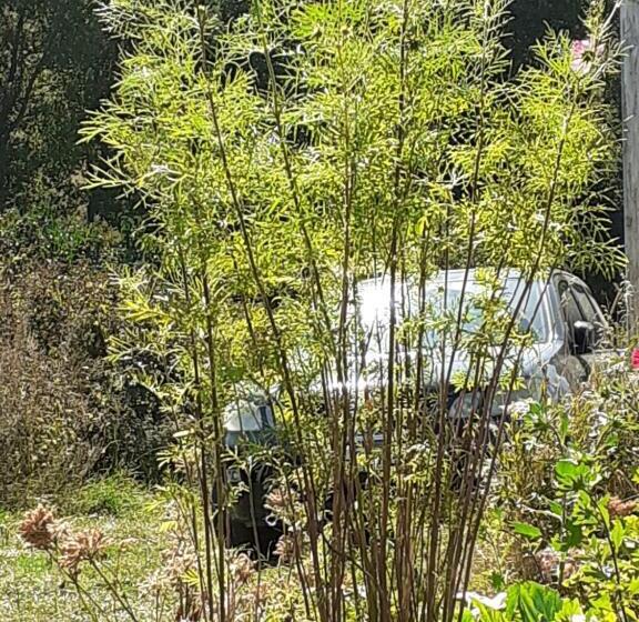 پانسیون Kazbegi 1