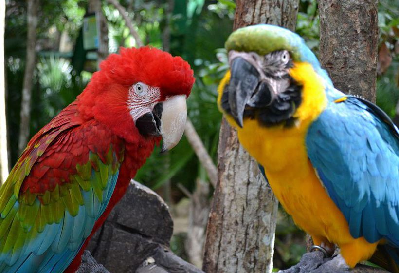 فندق Bel Air Collection Resort & Spa Riviera Maya