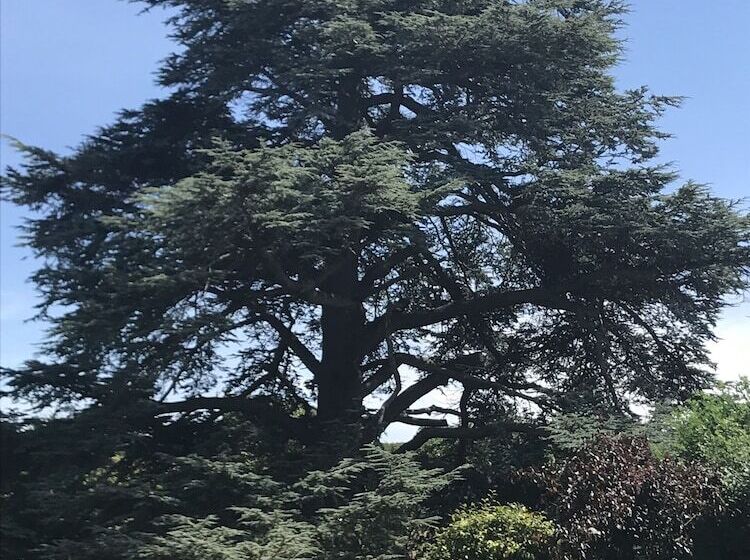 펜션 Cedar House