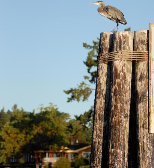 فندق Galiano Oceanfront Inn & Spa
