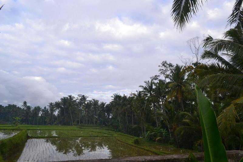 住宿加早餐  Buda Cottage Ubud
