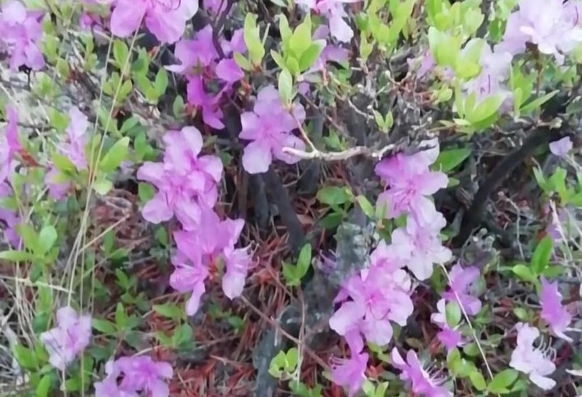 فندق Camping On Olkhon