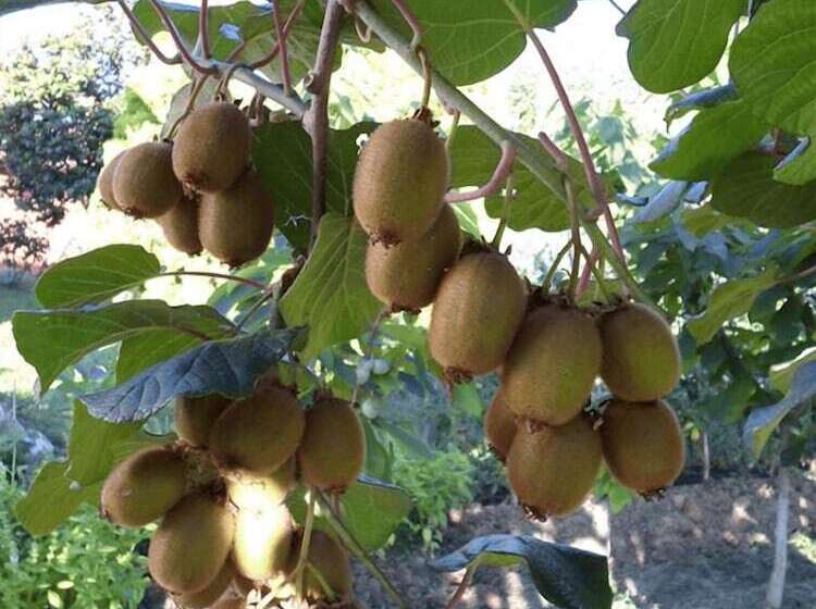 צימר Agrialpi By Salfrutta