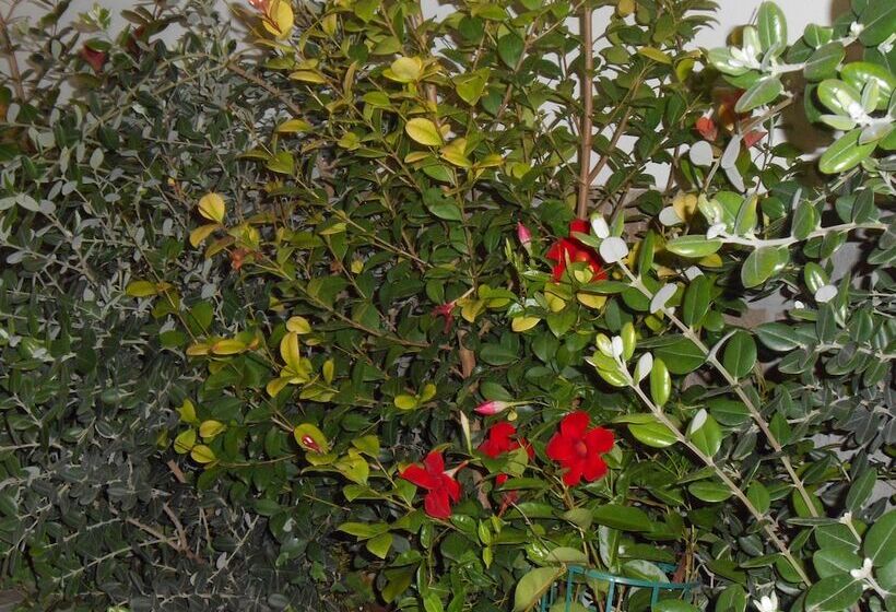 تختخواب و صبحانه Alma Salento