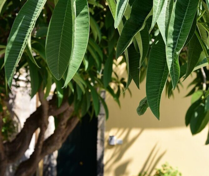 تختخواب و صبحانه Giardino Arancio