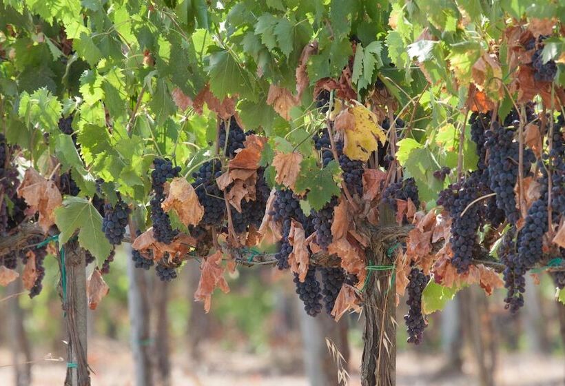 فندق ريفى Agriturismo Spazzavento