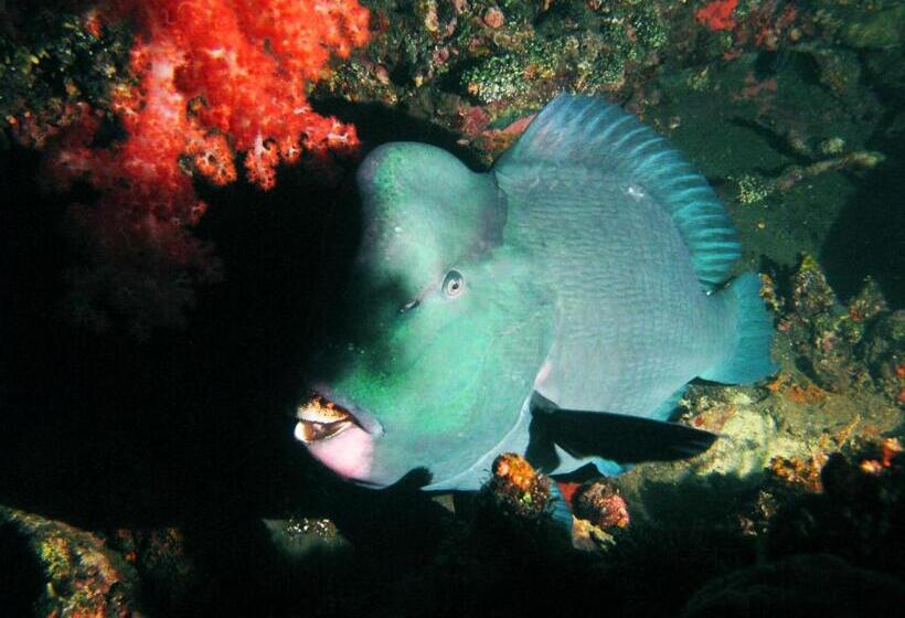 펜션 La Bila Dive Resort Amed
