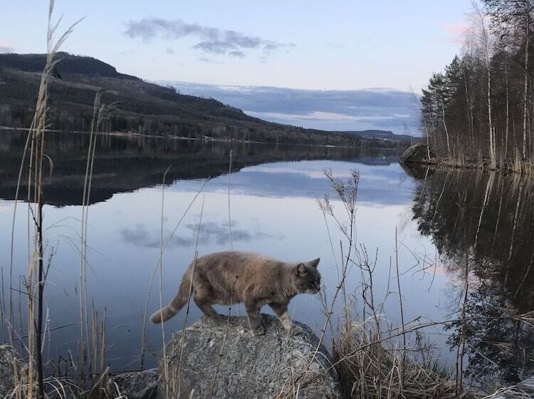 بنسيون öyegården