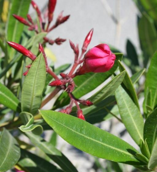 פנסיון Leander Vendeghaz