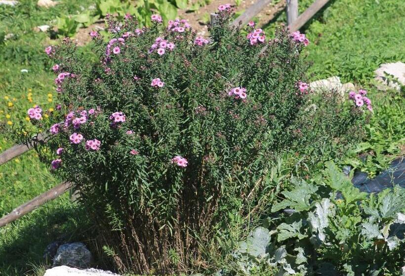 فندق Albergo Bellaria