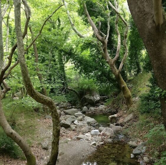 בית מלון כפרי Steni