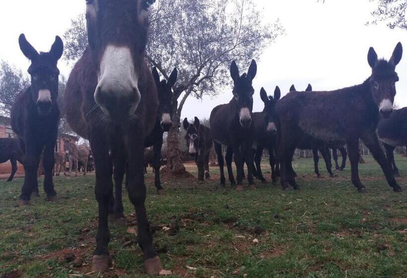 פנסיון Ranch Radin