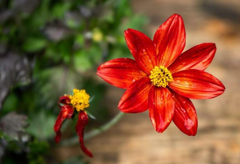 فندق صغير Gästehaus Schäfli