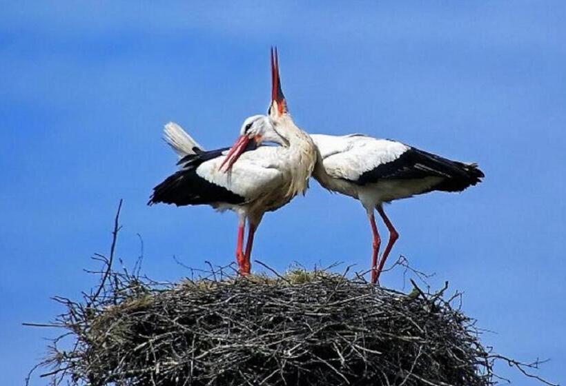 ベッドアンドブレックファースト Het Hart Van Alem