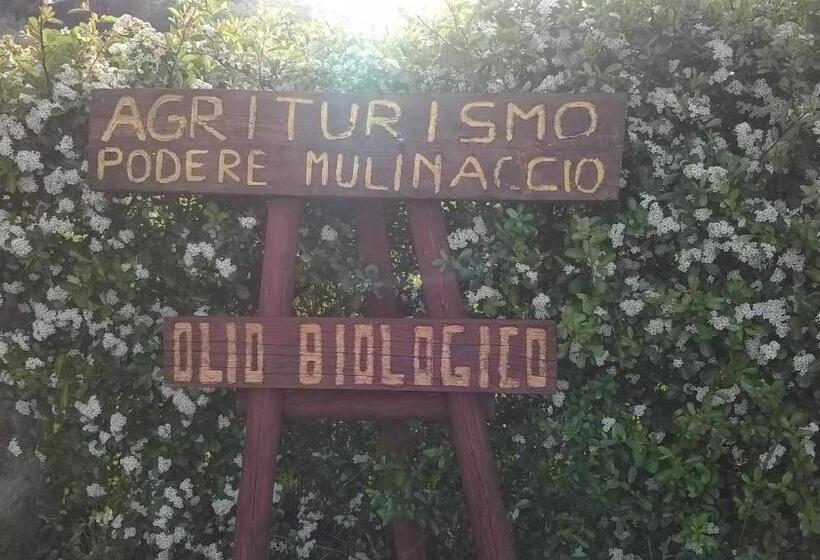ホテル Agriturismo Podere Mulinaccio