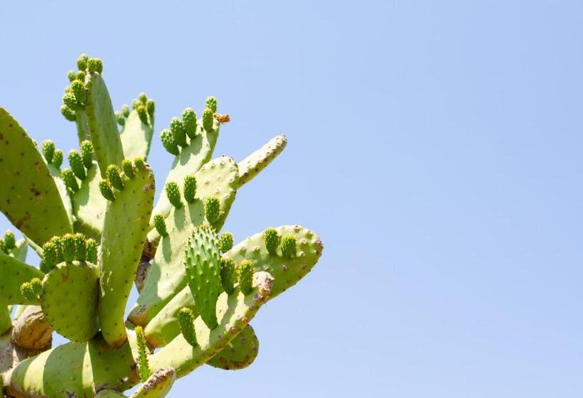 פנסיון Desert Dew Guest House