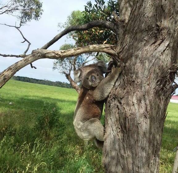 住宿加早餐  Ruby Rose