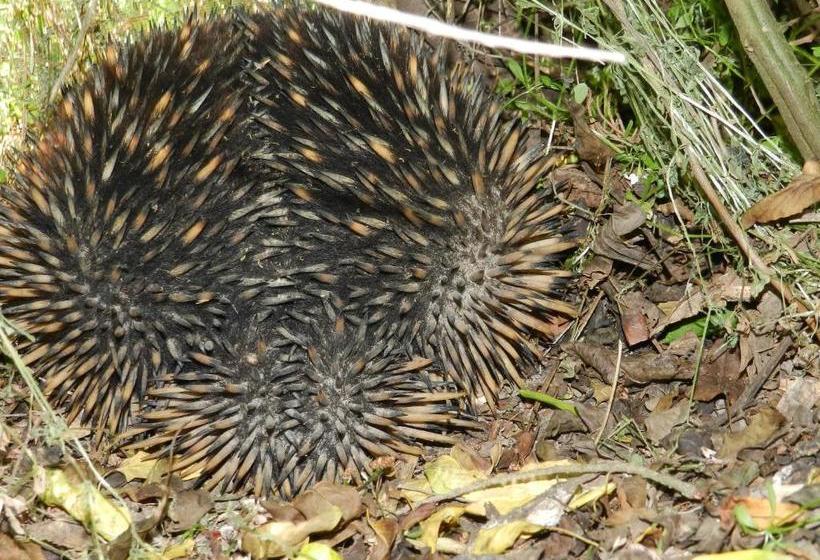 酒店 Glenfield Cottage