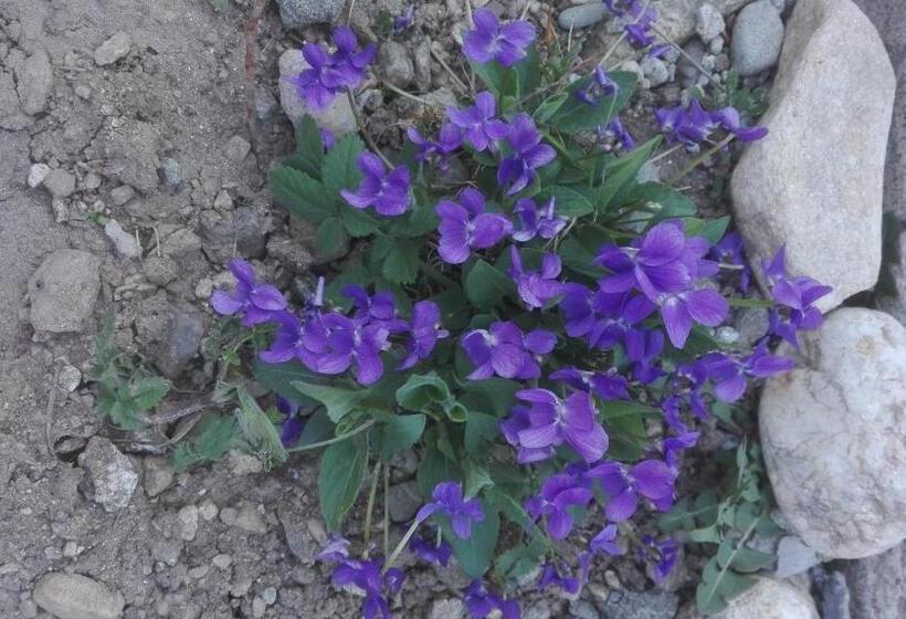 Pensiune Marginimea Sibiului