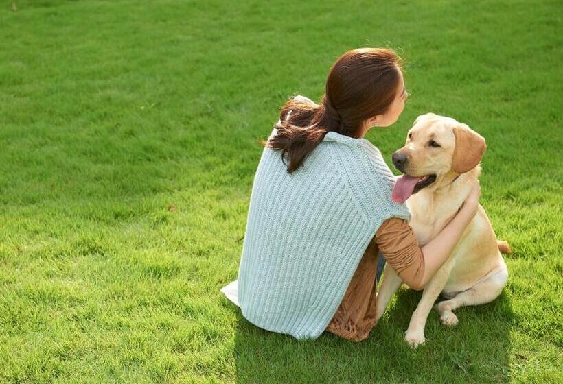 渡假胜地  Koyarunosato Doggys Island