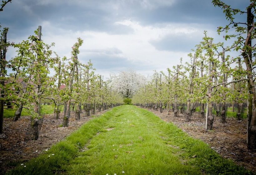 B&b De Fruithoeve