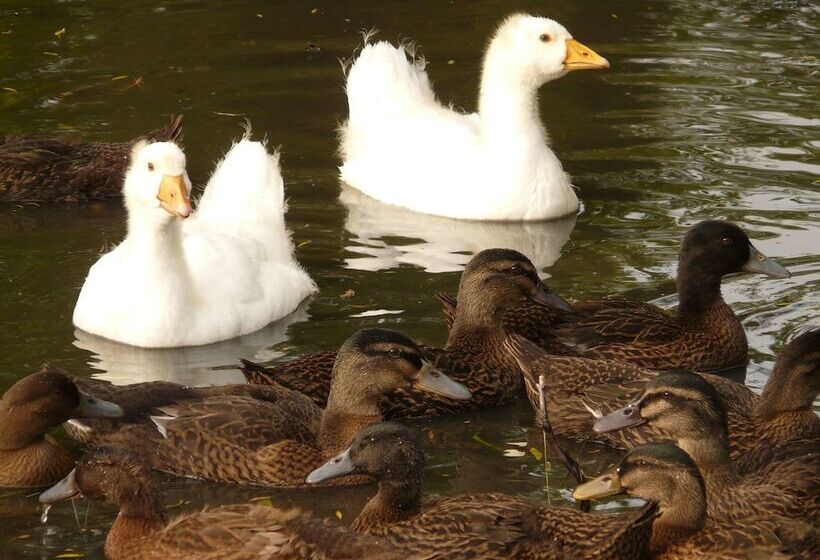 مبيت وإفطار La Ferme Des Vignes