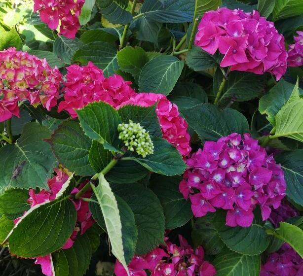 مبيت وإفطار Le Domaine De Coat Rogan La Chambre Romantique