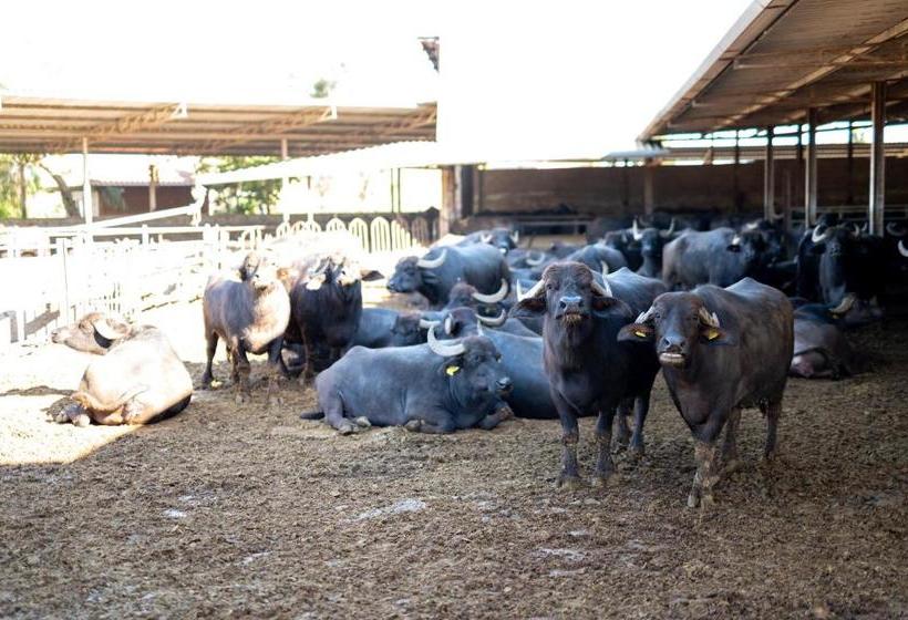 Dimora Iannelli   B&b Rurale Paestum