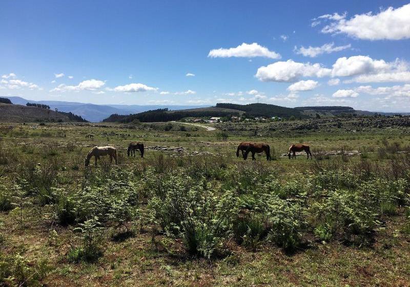 פנסיון Cabin&cottage Kaapsehoop
